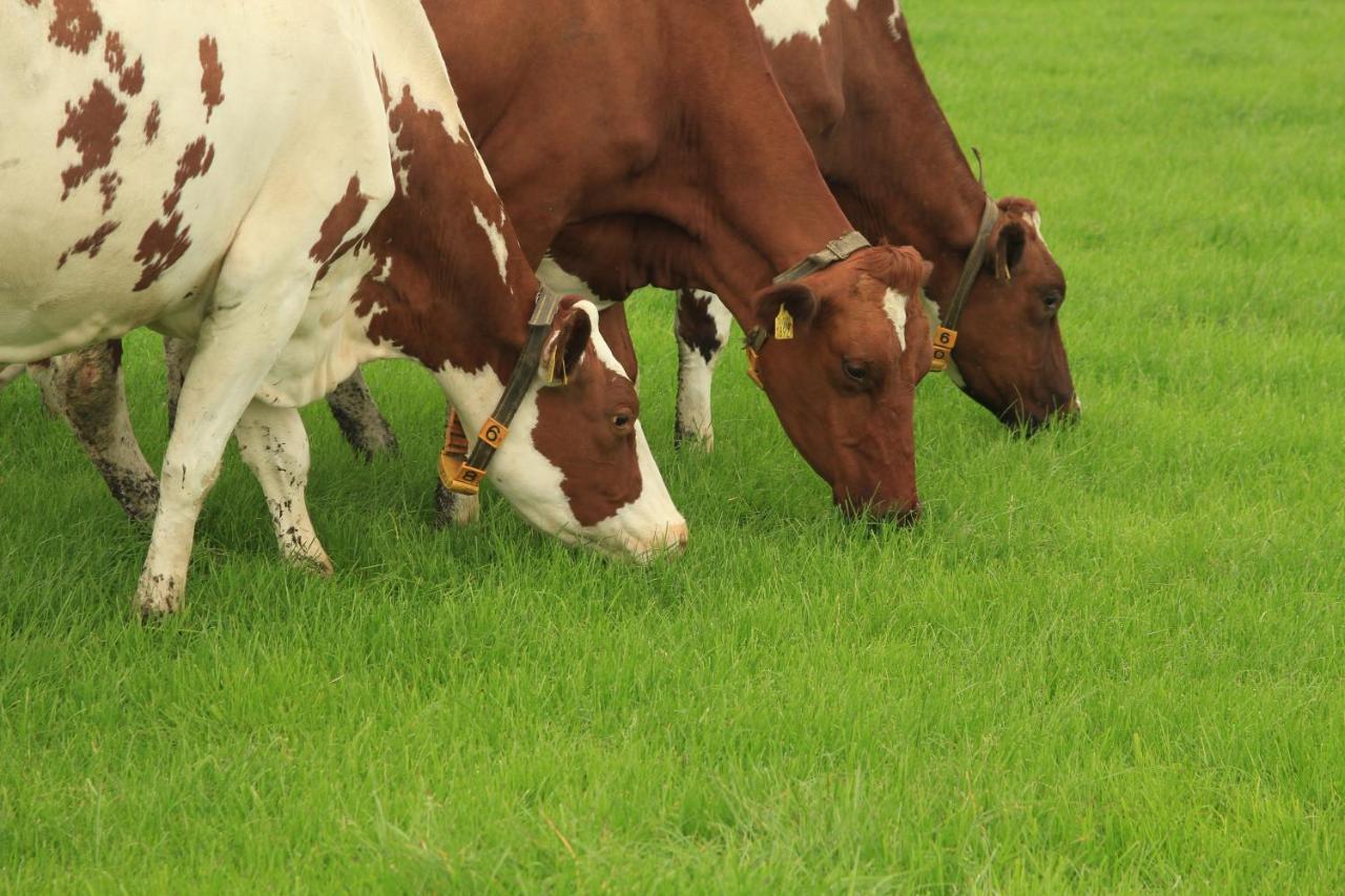 Boerderij De Aarnink Διαμέρισμα Heeten Εξωτερικό φωτογραφία